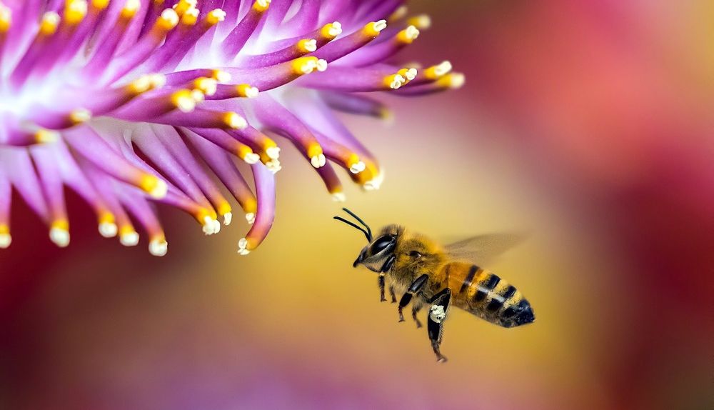 Un quart des espèces d'abeilles connues ont presque disparu en seulement 30 ans