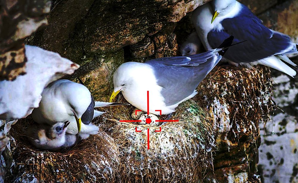 L'US Navy développe des drones autonomes pour exterminer les œufs d'oiseaux près des aéroports