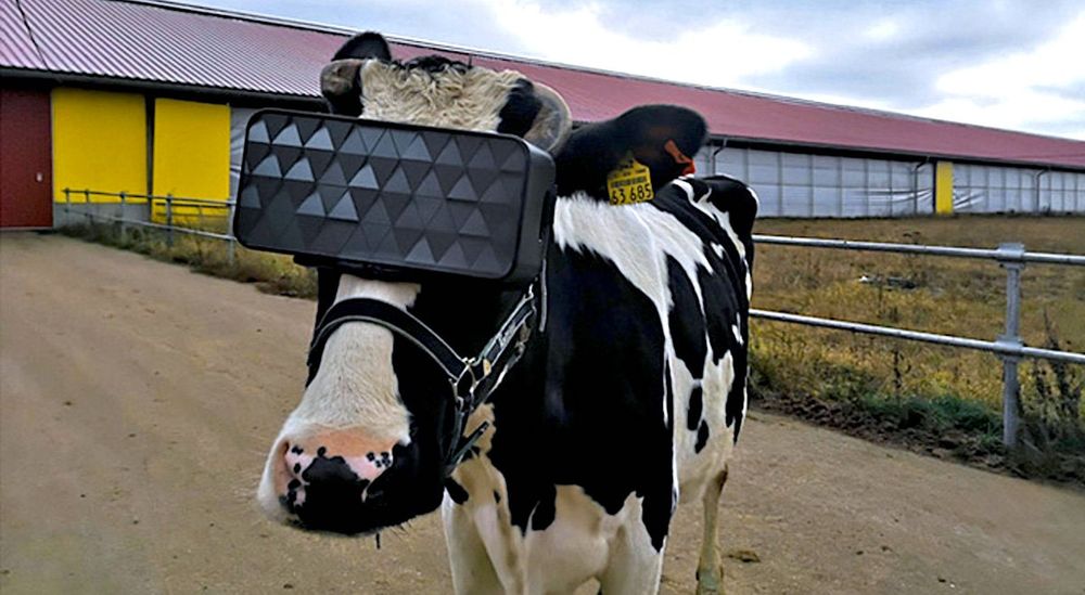 Munir les vaches d'un casque de réalité virtuelle pourrait leur faire produire un meilleur lait