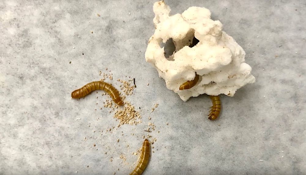 Les vers de farine pourraient nous aider à nous débarrasser des déchets plastiques