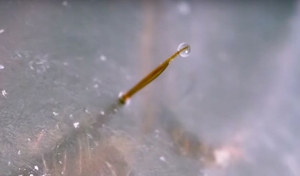 Une vidéo au ralenti révèle comment les fourmis génèrent et injectent leur douloureux venin