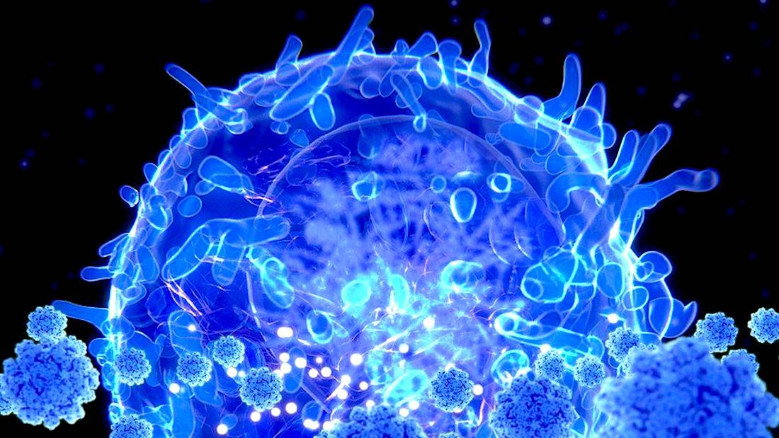 Des cellules T génétiquement modifiées pour traiter les maladies auto-immunes