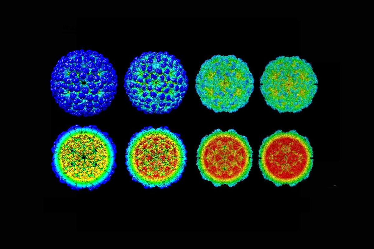 Le cycle d'infection des virus révélé en détail
