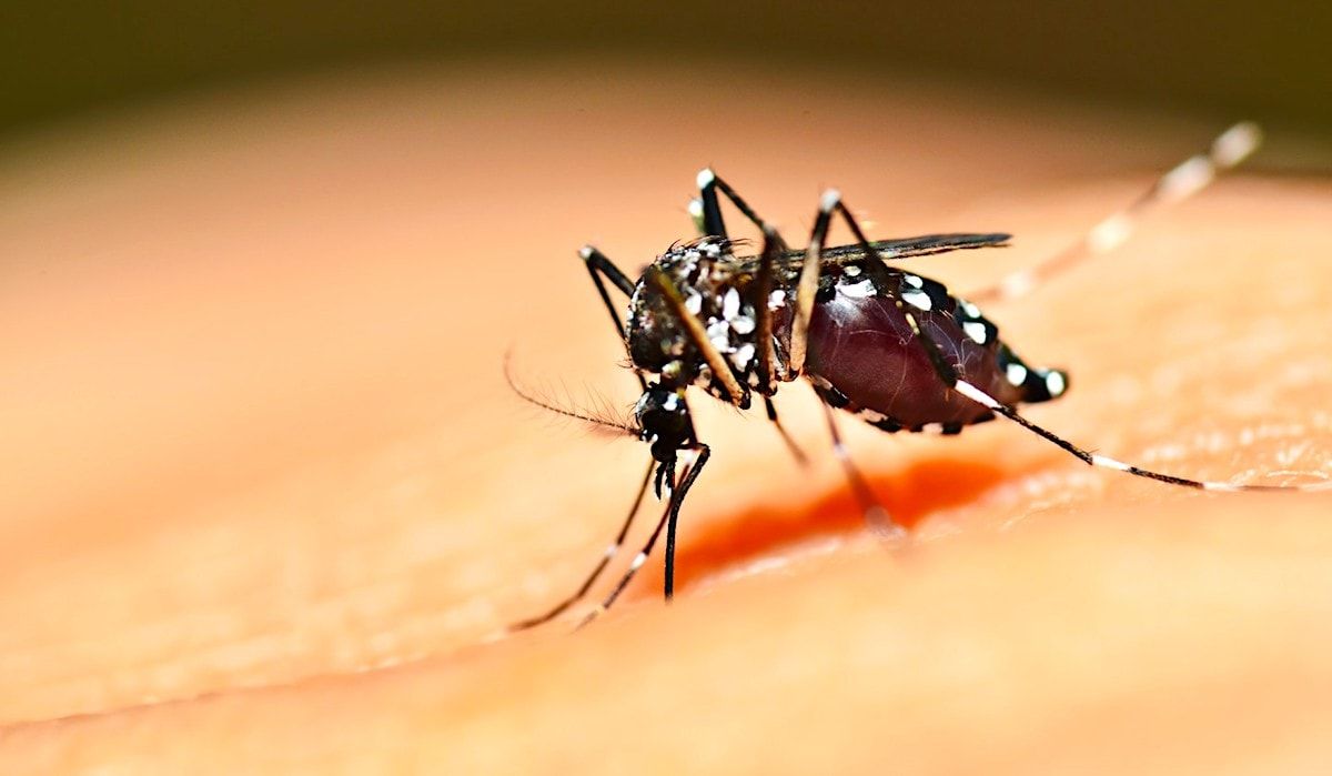 Une expérience génétique sur des moustiques visant à freiner leur reproduction vire presque au drame