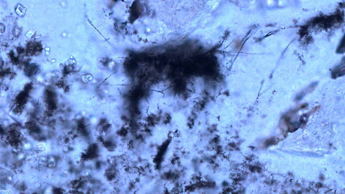 Des filaments fossiles vieux de 3,42 milliards d'années pourraient être les plus anciennes archéobactéries connues