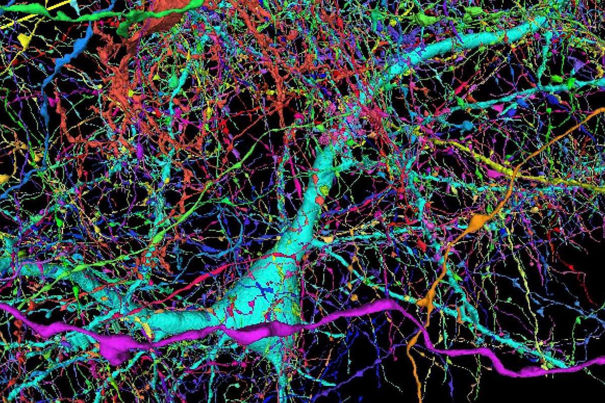 Google a cartographié un échantillon de cerveau humain comme jamais auparavant