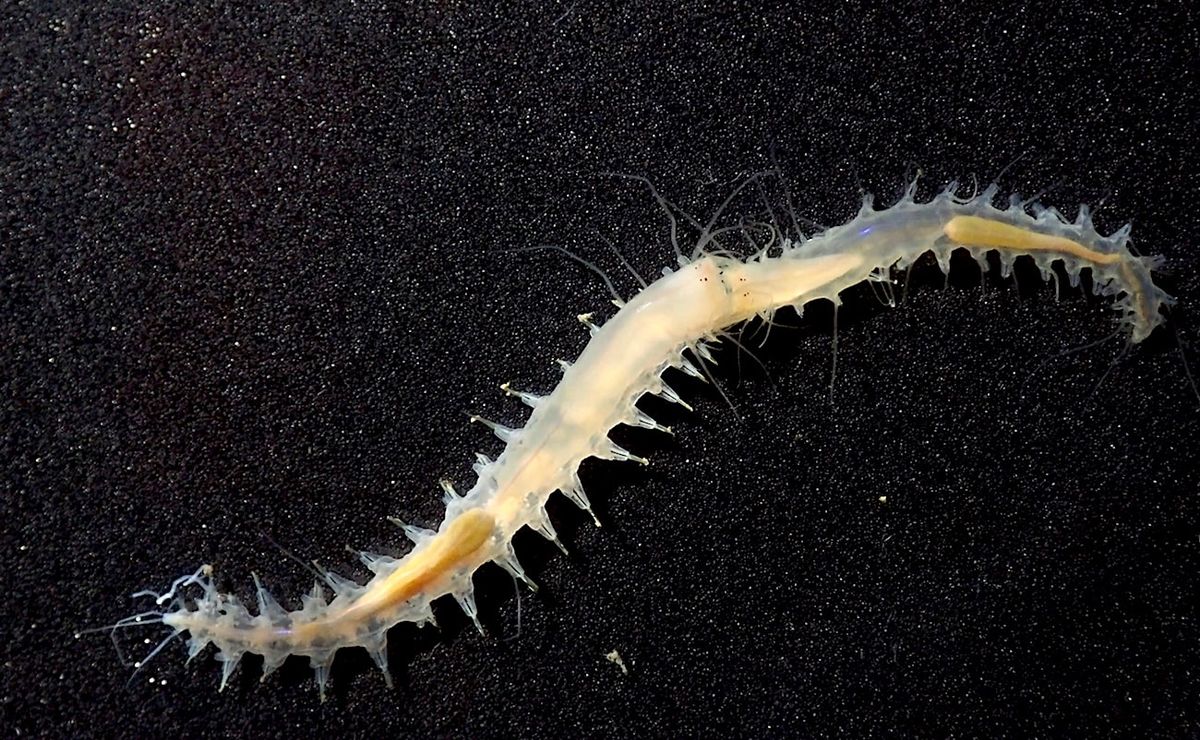 Regardez (et écoutez) ce petit ver émettre l'un des sons les plus puissants de l'océan