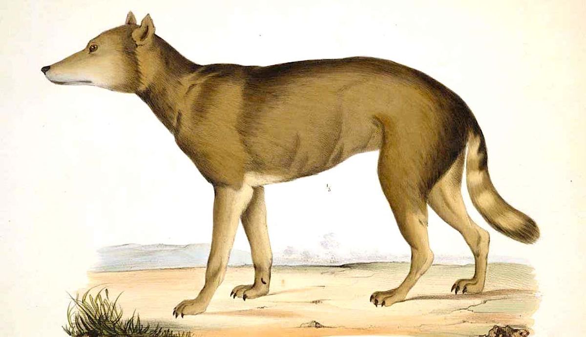 Le plus proche parent sauvage connu du chien serait le "loup japonais", aujourd'hui disparu