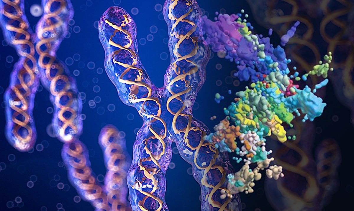 L'aspect des chromosomes est bien différent de ce que vous imaginez. De nouvelles images 3D précisent leur structure