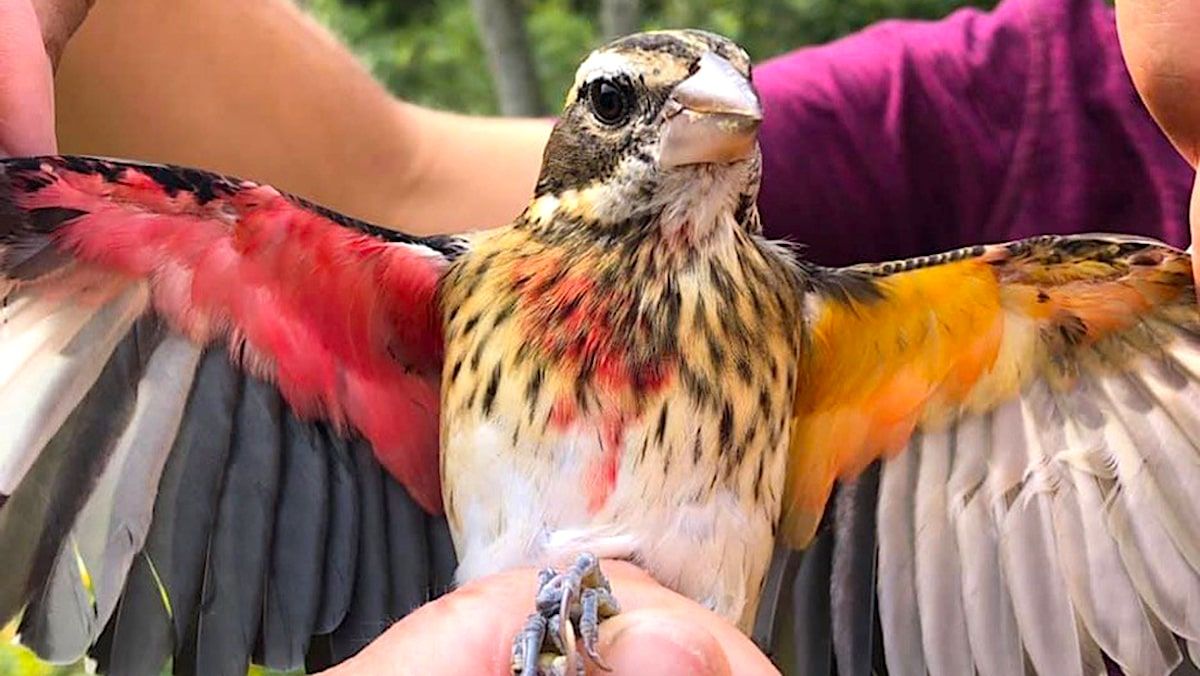 Cet oiseau rare est mâle d'un côté et femelle de l'autre