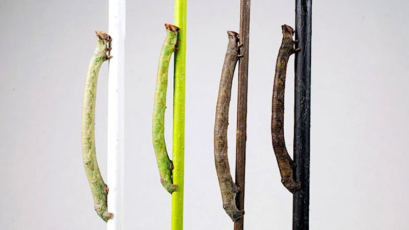 Ces chenilles peuvent se camoufler, même les yeux bandés