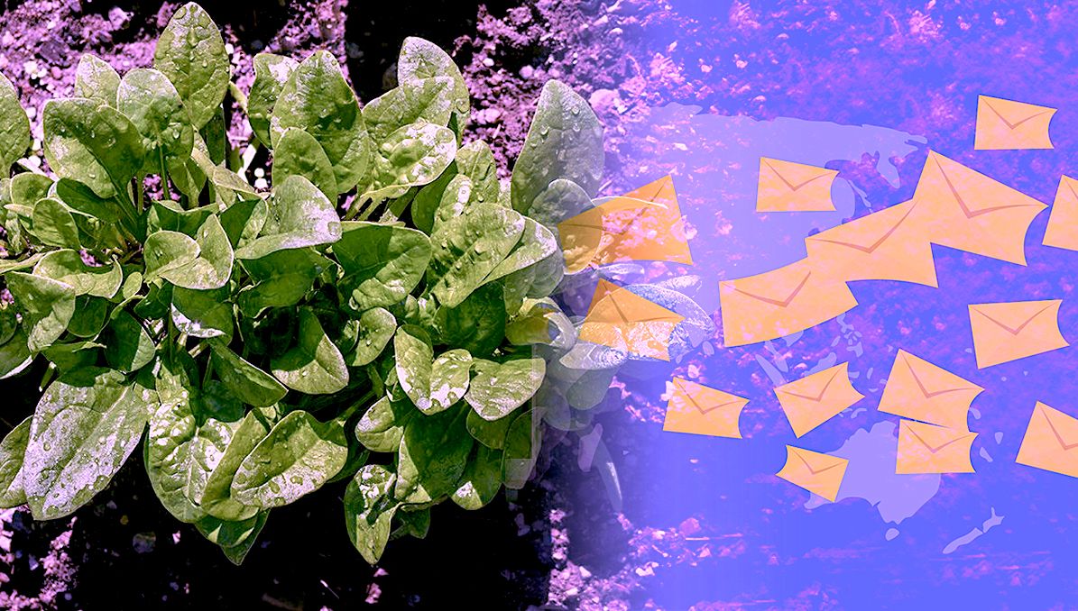 Des plants d'épinards qui envoient des e-mails lorsqu'ils détectent des explosifs
