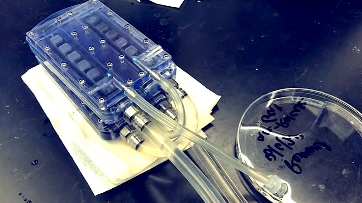 Le tout premier rein bioartificiel autonome est en phase de test