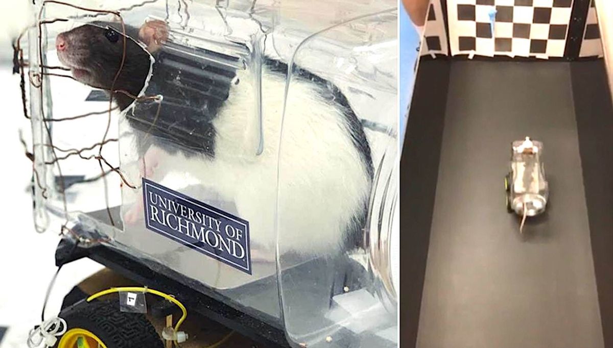 Des chercheurs ont entraîné des rats à conduire des petites voitures dans le but de recevoir de la nourriture