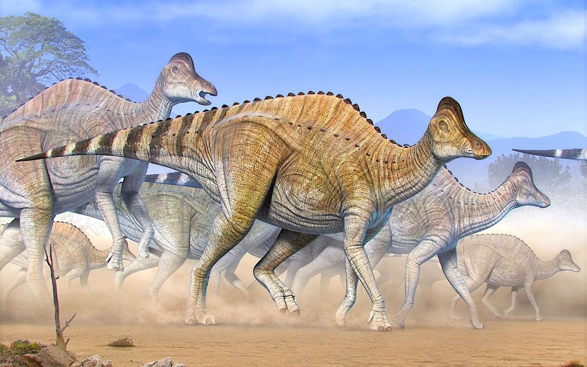 Des traces d'ADN vieilles de 75 millions d'années découvertes dans du cartilage de dinosaure