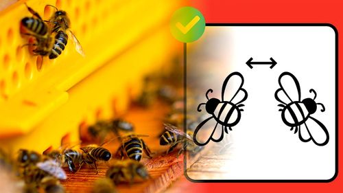 Les abeilles utilisent la distanciation sociale pour se protéger des parasites