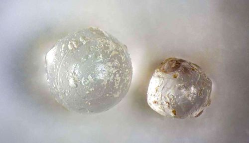 Des "billes cosmiques" à l'intérieur de palourdes fossilisées capturent les traces probables d'un ancien impact météoritique