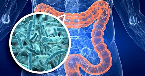 Chez les personnes obèses, des bactéries s'échappent de l'intestin pour se répandre dans le corps