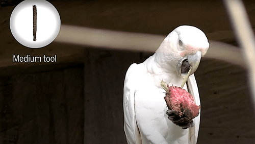 Les cacatoès sauvages fabriquent leurs propres ustensiles, qu'ils utilisent dans un ordre spécifique pour se nourrir