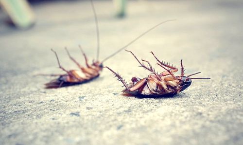 Les cafards évoluent si rapidement qu'ils deviennent "presque impossibles" à tuer