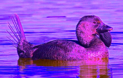 Écoutez un canard australien dire « Espèce d'idiot ! » comme un humain