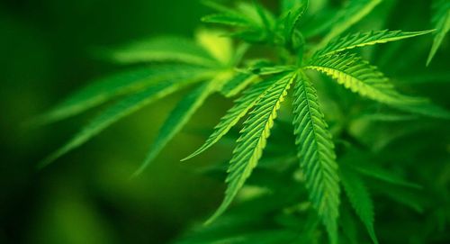 Découverte de deux nouveaux cannabinoïdes, dont un qui serait 30 fois plus puissant que le THC