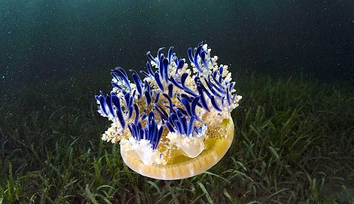 Une espèce particulière de méduse des mangroves lance des "grenades à mucus urticant'' pour chasser