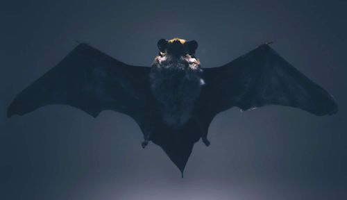 Les chauves-souris connaissent la vitesse du son dès la naissance