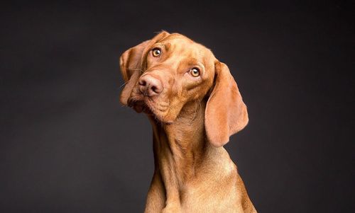 Les chiens nous ignorent s'ils savent qu'on ment, contrairement aux jeunes enfants