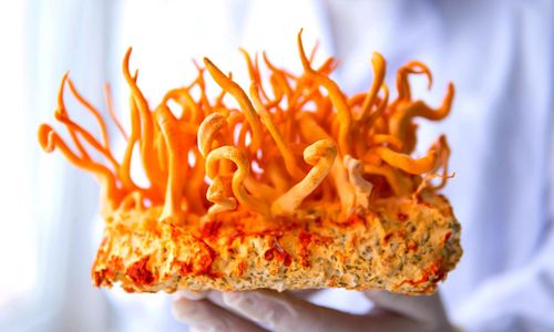 Un composé de champignon de l'Himalaya boosté offre 40 fois plus d'action anticancéreuse