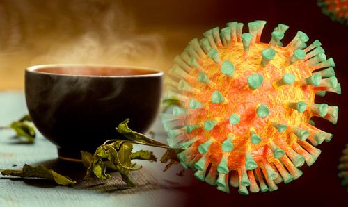 Des composés présents dans des plantes communes pourraient inhiber la réplication du SARS-CoV-2