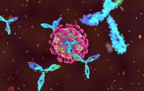 COVID : les anticorps neutralisants pourraient persister plusieurs décennies après l'infection