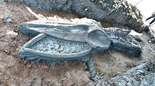 Découverte d'un ancien fossile de rorqual renfermant des indices sur le changement climatique