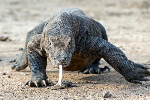 Découverte : les dents des dragons de Komodo sont recouvertes de fer