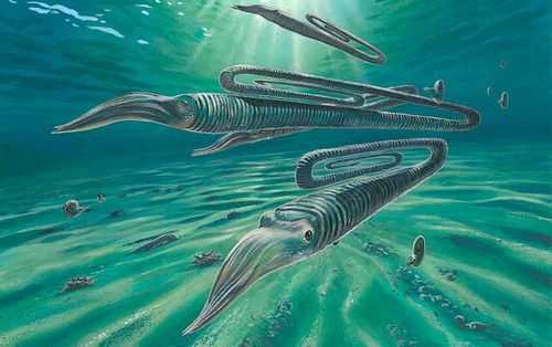 Cette créature ressemblant à un calmar géant en forme de trombone pouvait vivre plus de 200 ans