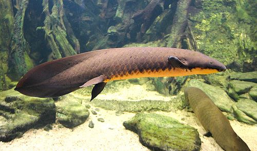 Découverte : le dipneuste d'Australie possède le plus grand génome de tous les animaux séquencés jusqu'à présent