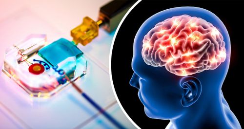 Des scientifiques parviennent à manipuler des cellules cérébrales à l'aide d'un smartphone