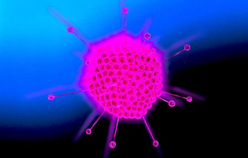 Éradiquer les tumeurs de l'intérieur grâce à des virus modifiés agissant comme des chevaux de Troie