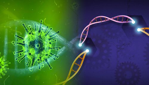 Espoir d'un traitement COVID efficace : l'outil d'édition génétique CRISPR bloque la réplication du virus