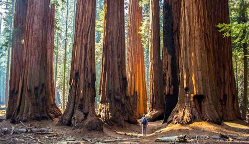 Une étude sur le stockage du carbone par les arbres propose une solution simple pour stabiliser le climat