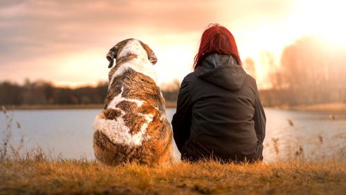 Une étude suggère comment prolonger naturellement la vie d'un chien