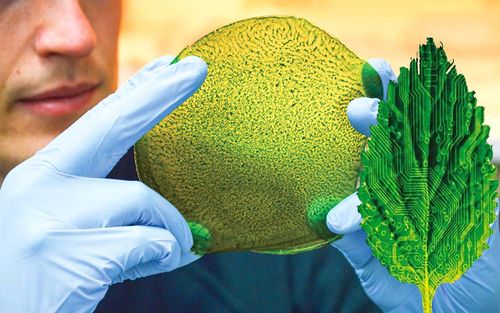 Des chercheurs ont conçu une "feuille artificielle" produisant du gaz propre par photosynthèse