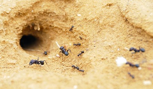 Les fourmis exploitent brillamment la physique du sol pour creuser des tunnels qui durent des décennies...