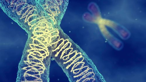 Les masses des chromosomes humains ont été mesurées pour la première fois