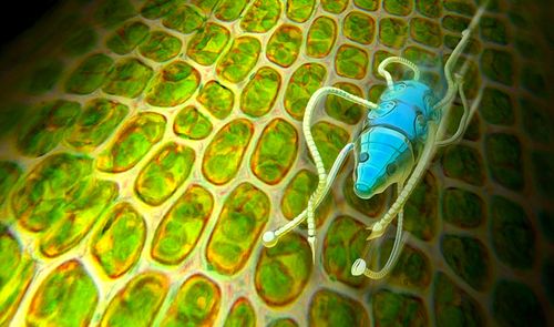 Un matériau absorbant l'eau inspiré des racines des plantes pourrait alimenter des robots