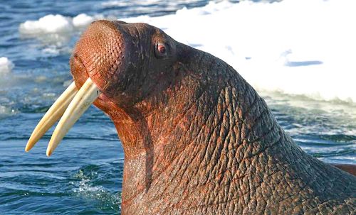 Un morse a attaqué et coulé un bateau de la marine russe dans l'Arctique