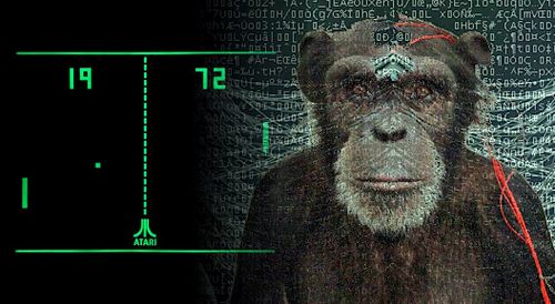 Chez Neuralink, un singe joue aux jeux vidéo avec sa pensée, déclare Elon Musk