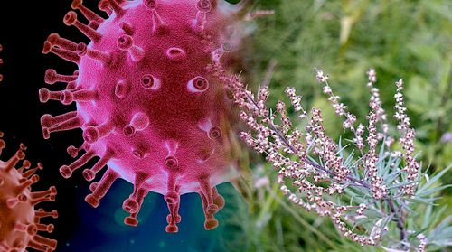 L'OMS approuve les tests de plantes médicinales traditionnelles pour lutter contre la COVID-19