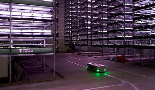 Ouverture d'une ferme verticale géante au Danemark