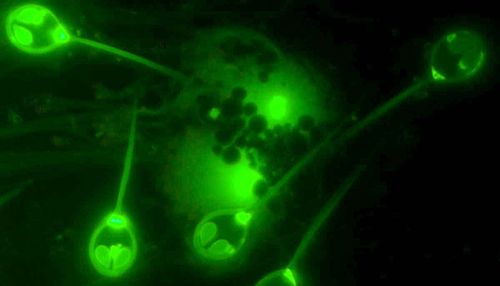 Découverte : un petit animal déjà connu est capable de survivre sans oxygène